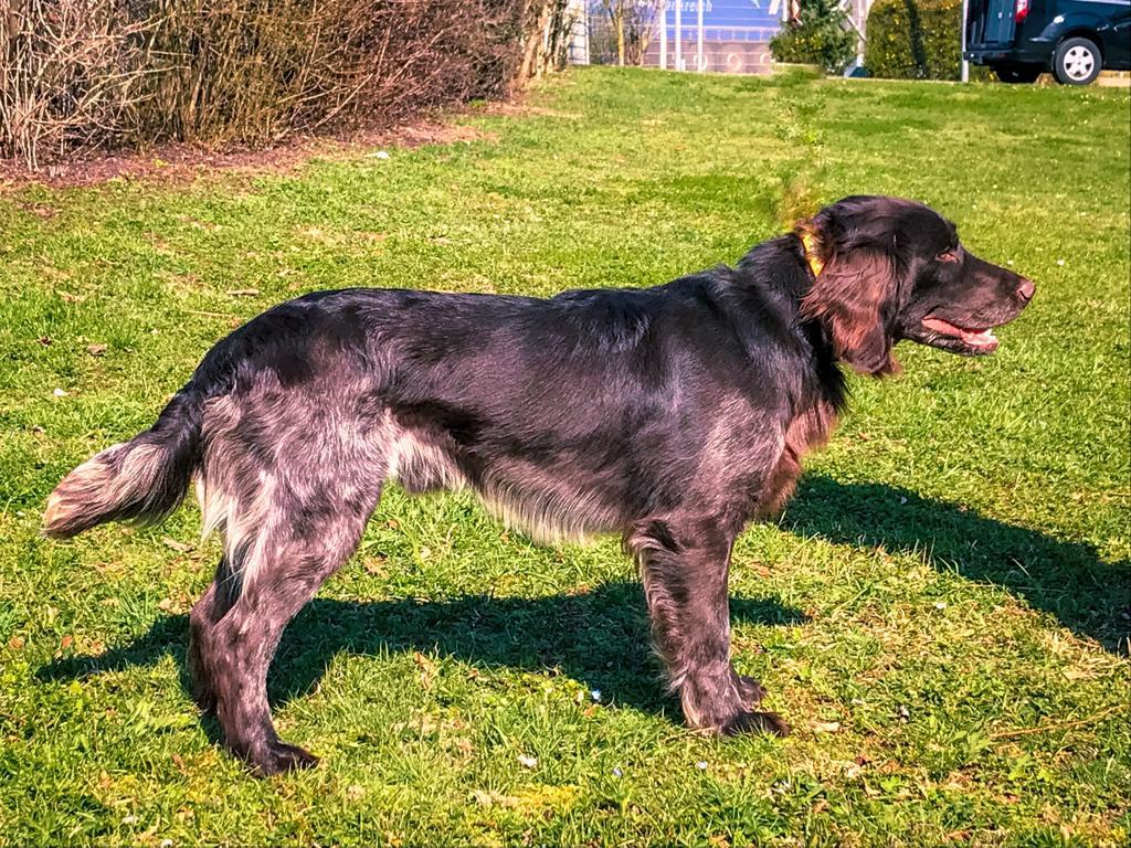 Deckrüde Htmlview.Phplittle Joe Enya Von Happy Shaggy Family – APKYWG